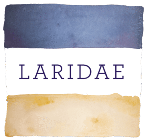 Laridae Logo